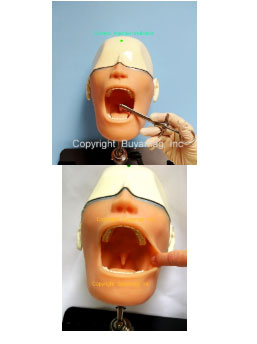 Dental Oral Anesthesia Simulator Model  