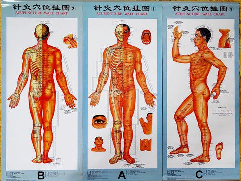 Acupuncture Charts Auricular Posters Qdex