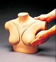Breast self exam model
