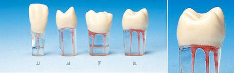 Endodontic Teeth Models