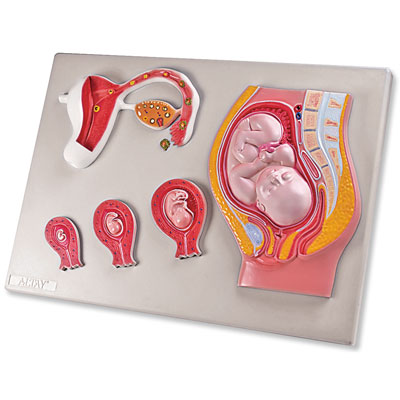Female Reproductive Organs Fetus Uterus Ovaries Fallopian Tube Fetus  Development Model