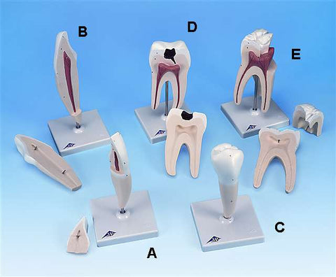 5 Types Dentition Structure