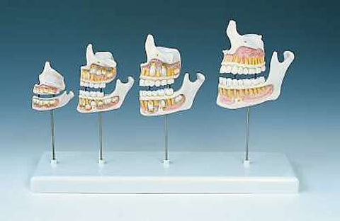 dental model teeth development