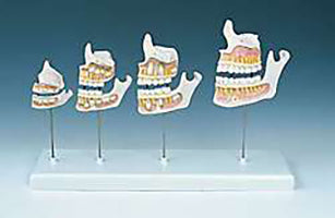 Dental Oral Teeth Anatomy Models