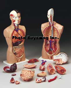 Torso With Organs Models