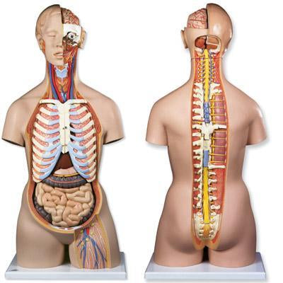 Anatomical Models  