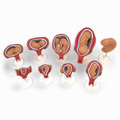 fetus woumb uterus pregnancy model