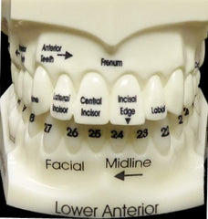 Teeth Numbers Names Educational Model Teaching Oral Anatomical Landmarks Recognition Location