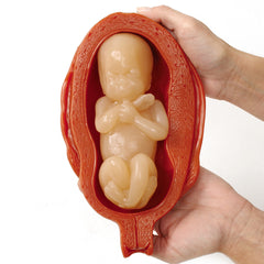 fetus uterus development models