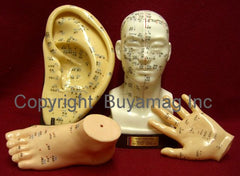 acupuncture points ear head hand foot models