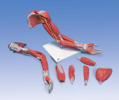 anatomical arm model