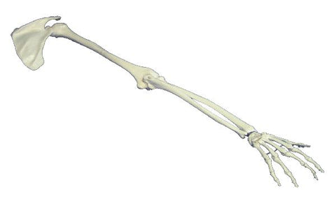 Arm Skeletal Full Model
