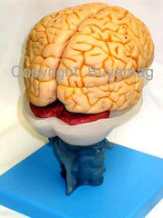 human brain models 