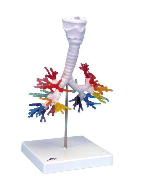 bronchial tree larynx lungs CT model