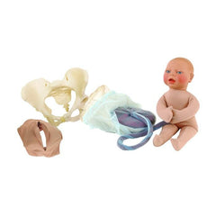 obstetric birth labor anatomical model