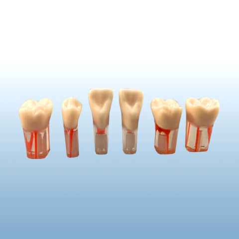 endodontic teeth set