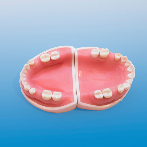 dental implant training model