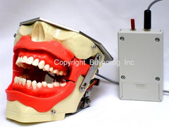 dental anesthesia injection model