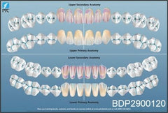 dental wall charts