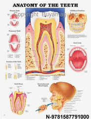 Dental charts