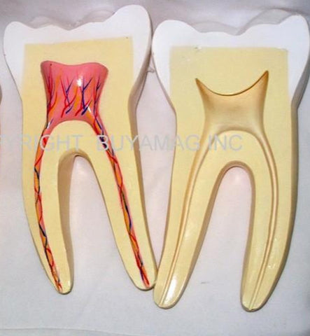 molar teaching tooth