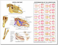 Equine Dental Chart
