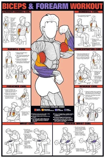 Biceps Forearm Workout- Poster Weightlifting Buyamag – Buyamag INC