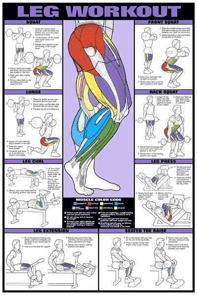 Leg Workout Chart -Bodybuilding Weightlift Buyamag – Buyamag INC