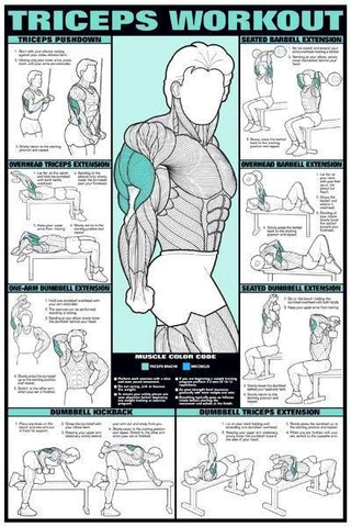 Bodybuilding Weightlifting Triceps Workout Chart Poster