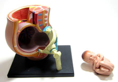 Pelvis Female 9 Month Pregnancy fetus model