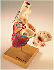 Heart Model 4-Sections, Open Chambers, Pulmonary Valves