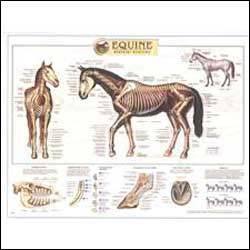 Equine Skeletal Anatomy