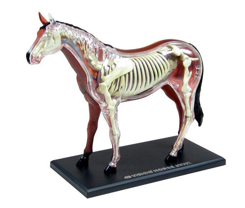 Horse Anatomy Model on Stand