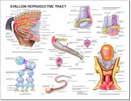 Stallion Reproductive System