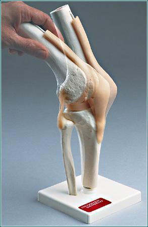 Knee Functional Joint Articulated Ligaments