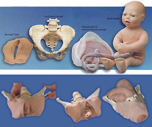 Labor Childbirth Simulator Obstetric- Manikin Model Buyamag – Buyamag INC