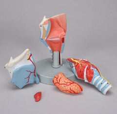 Larynx Model 5 Parts Muscle Ligaments Vascular Nerves Gland