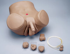 Prostate Examination Simulator Rectal catheterization model