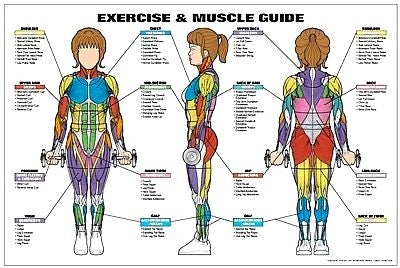Female Exercise Muscle Guide Chart