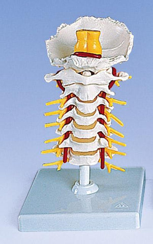 Cervical Vertebral Column Flexible