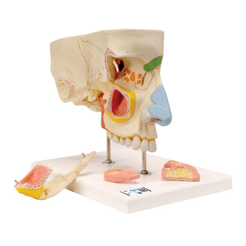 nose sinuses model
