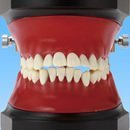 orthodontic typodont occluder with wax forms teeth