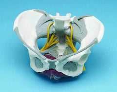 female pelvis model