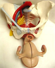 Pelvis Female Mid-Sagittally Sectioned Muscles Nerves Ligaments Vessels Female Organs 6 Parts Academy Model