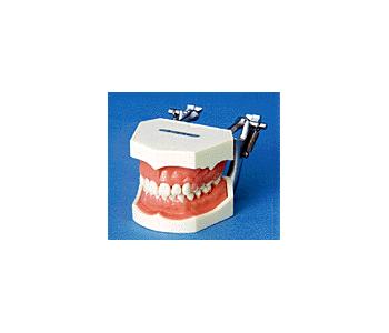 periodontal model