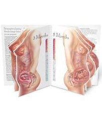 Childbearing Cycle Life-Size Display Or Slide Program 15 Pages