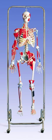 Skeleton  Model Orthopedic Academy Professional Functional Joints, Ligaments Deluxe