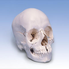 skull anatomical models A290