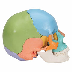 skull education model