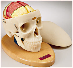 Skull Model With Breakaway Maxilla & 2 Part Color-Coded Brain